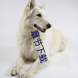章节下载