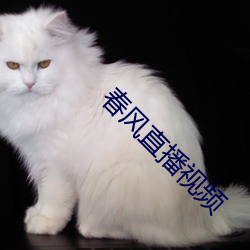 春風直播視頻