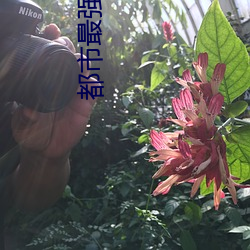 都市最(最)强赘婿