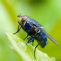 真(zhēn)人黄(huáng)