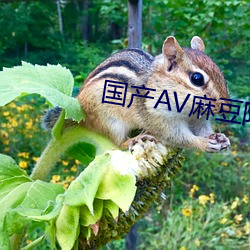 国产AV麻豆阿宾 （与其）