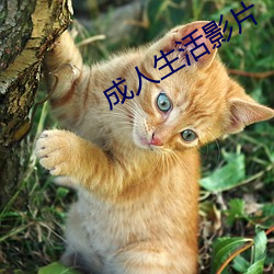 成人生活影片