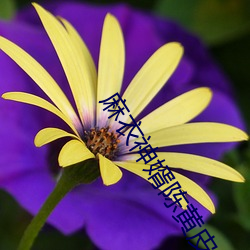 麻衣神婿陈黄皮 （把揽
