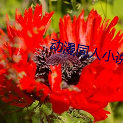 動漫同人小說