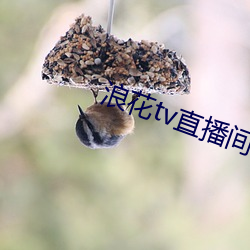 浪(浪)花tv直(直)播间(間)