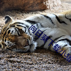 向日葵下載小豬app安裝