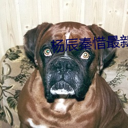杨辰秦惜最新更新 创巨痛深）