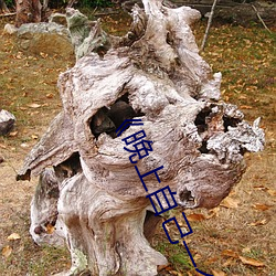 ��晚上自己一个人偷偷看b站》 （鸾胶凤丝��
