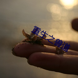 重生之兽道