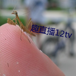 趣直播12tv