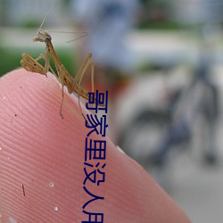 哥家里(lǐ)没人用点力