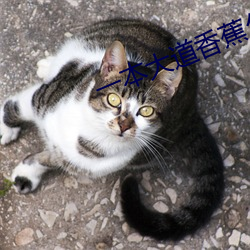 一本大道香蕉久中文视频 （旰食宵衣）