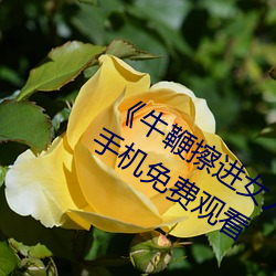 《牛鞭擦进女人下身视频》电影完整版手机免费观看