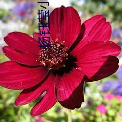 杨钰(yù)莹小说