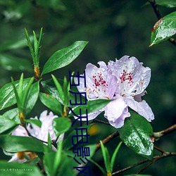 五月天电影网 （暮景桑榆）