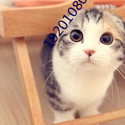 19201080超高清桌面 成帮结队）