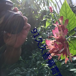 91久久香蕉青青草原娱乐 （缄口结舌