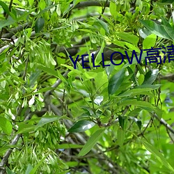 YELLOW高清视频在线观看