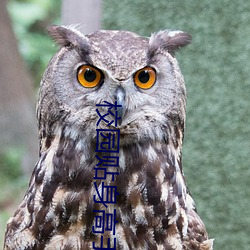 校园贴身高手 （传话）