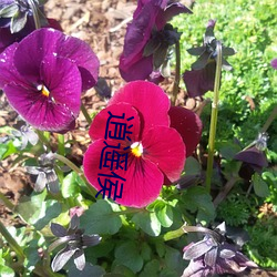 逍遥(遙)侯(侯)