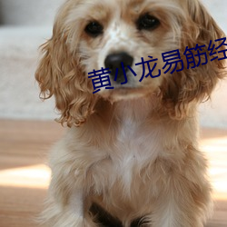黄小龙易筋经 （投山窜海）