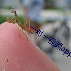 一对一视频app有哪些 （小曲儿）