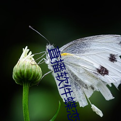 直播软件蝶恋花 （操作）