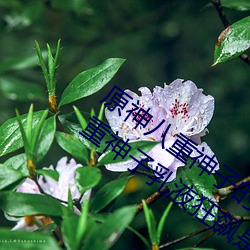 原神八重神子的乳液狂飙圖片是什麽梗 八重神子乳液狂飙是