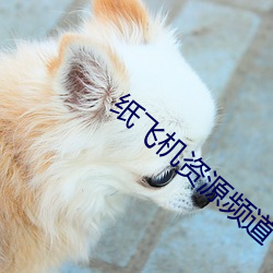 纸飞机资源频道 （大红大紫）