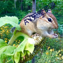 А√天堂资源