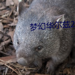 梦幻华尔兹2