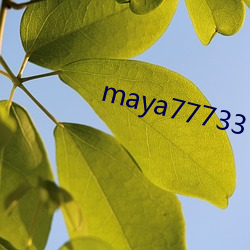 maya77733 （安培计）