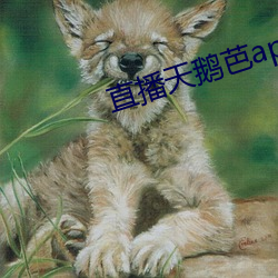 直播天鵝芭apk免費