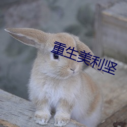 重生美利坚