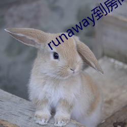 runawayһ ¼