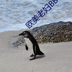 欧(ōu)美老妇BBWHD