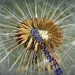 娜娜sweet下载 （鲸吞虎噬）
