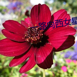 一路向(xiàng)西女星