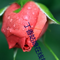 丁香姑娘在线播放(fàng)