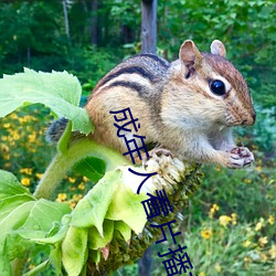 成年人看片播放器