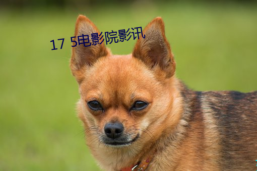 17 5电(di¨¤n)影院影讯