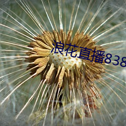 浪花(hu)直播(b)838tv