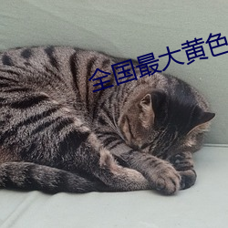 全国(guó)最大(dà)黄(huáng)色网(wǎng)