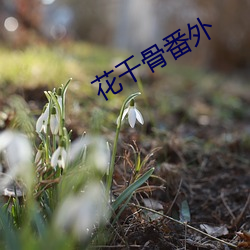 花(huā)千骨番外