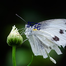 折(zhé)花(huā)