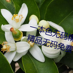 一本色無碼精品婷婷成人綜合亞洲精品無碼免費視頻伊人午夜