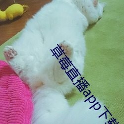 草莓直播app下載安裝