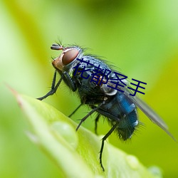 花都圣手 （冷汗）