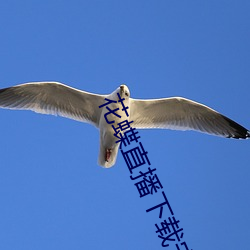 花蝶直播下载安装