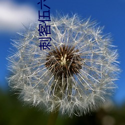 刺客伍六七第3季(季)樱(櫻)花(花)视频